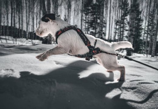 Bilde av VIP Dogwear HUNTING multisport sele 